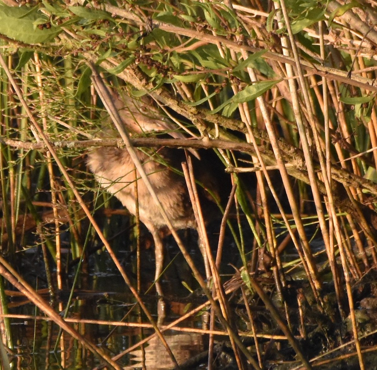 Clapper Rail - Barbara Seith