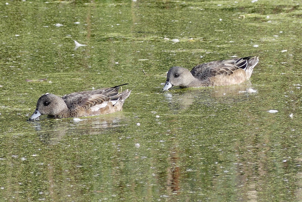 American Wigeon - ML609350668