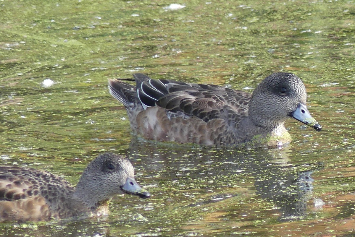 American Wigeon - Cathy Brown