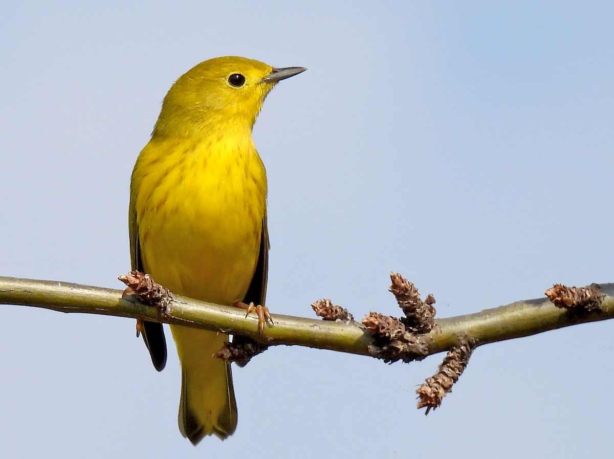 Yellow Warbler - hv hughes