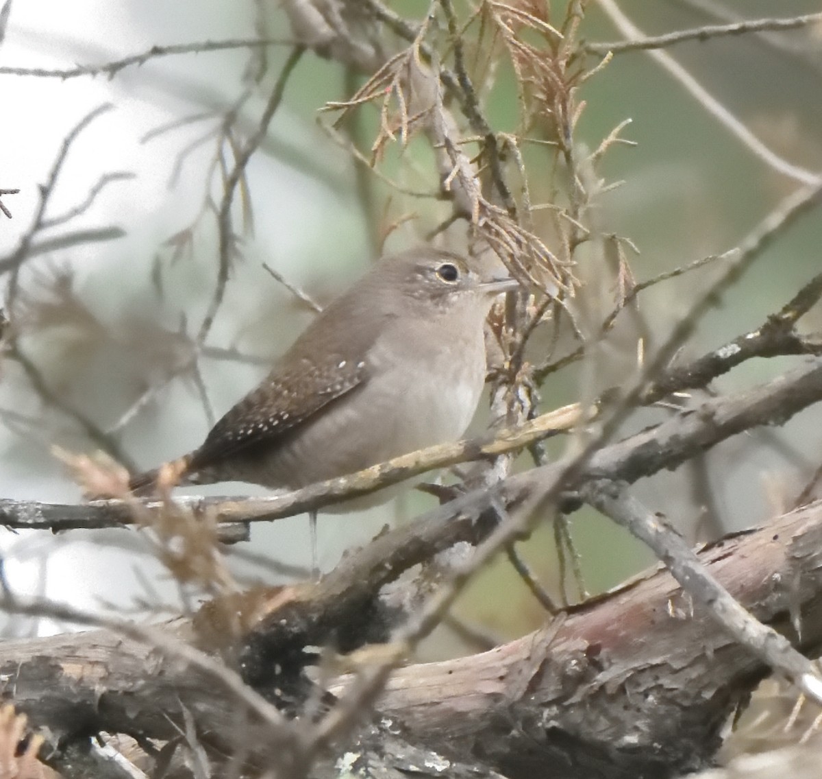Northern House Wren - ML609350722