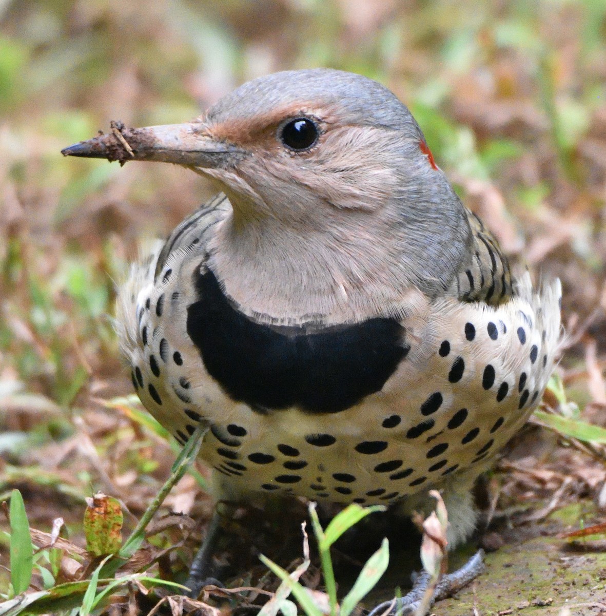 Northern Flicker - ML609350736