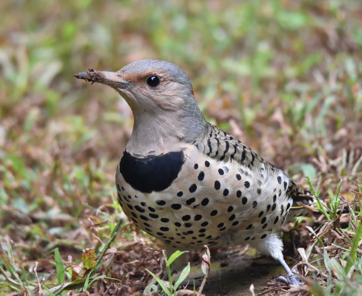 Northern Flicker - ML609350757