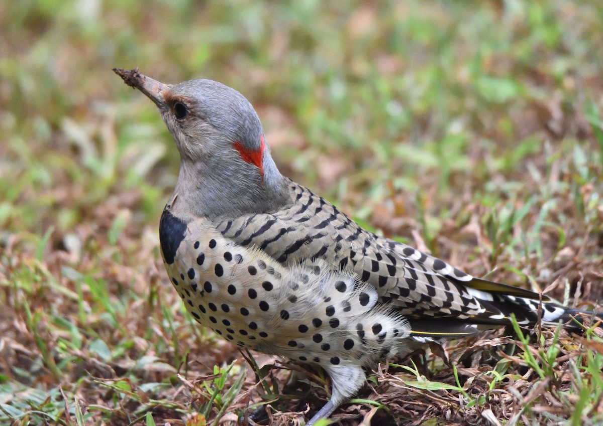 Northern Flicker - ML609350758