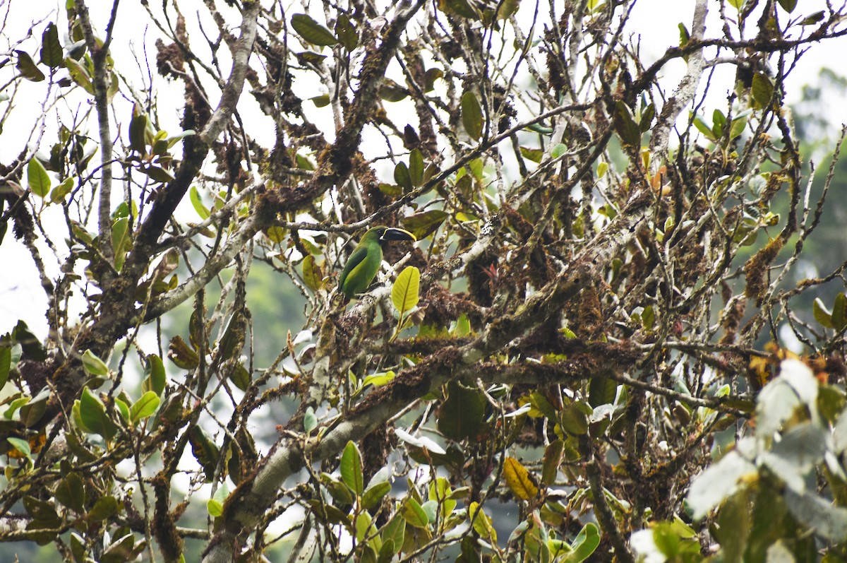 Southern Emerald-Toucanet - Angel Colchado Dominguez