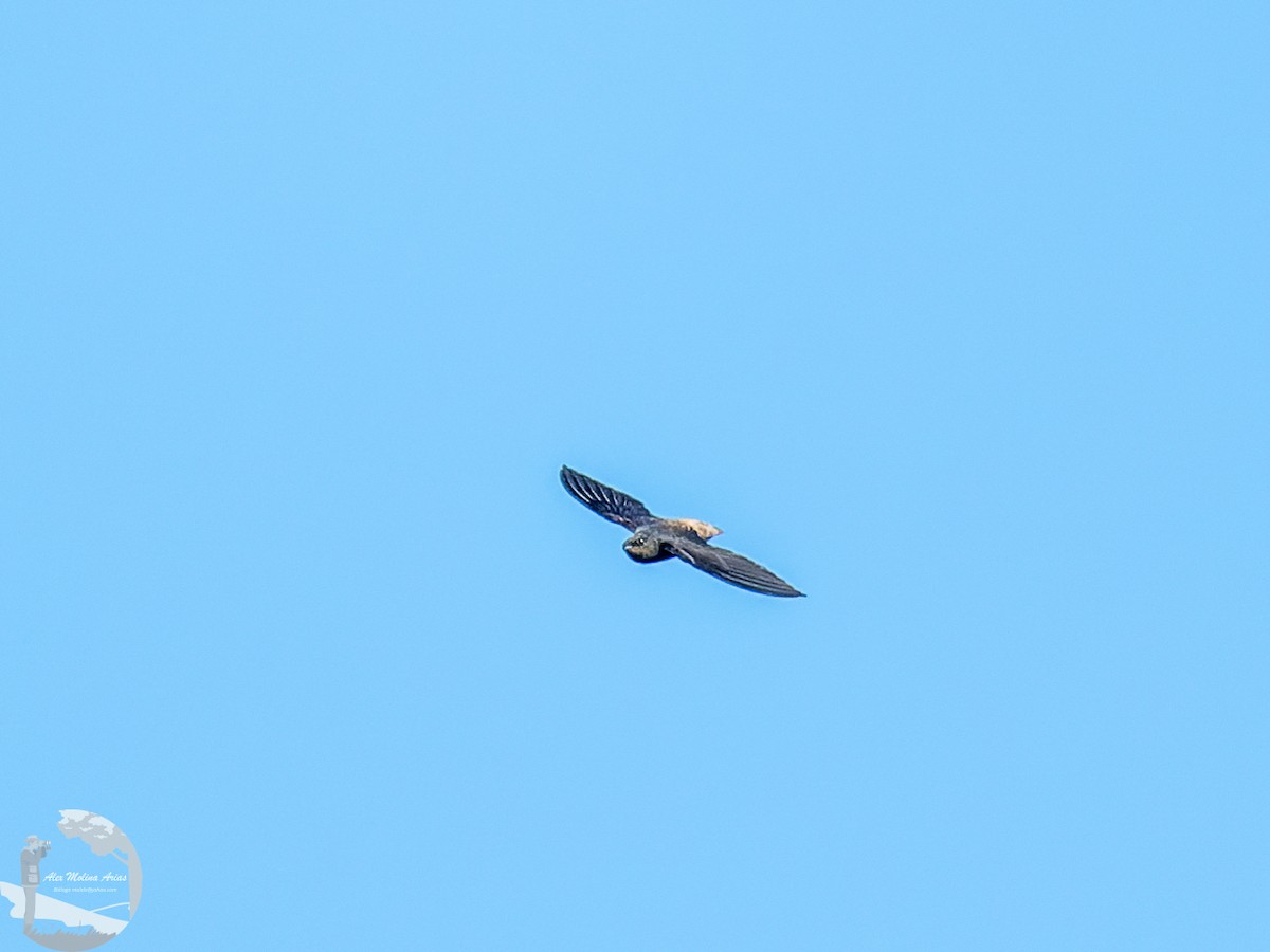 Pale-rumped Swift - Alex Molina