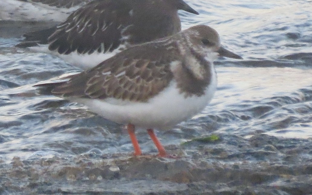 Ruddy Turnstone - ML609350894