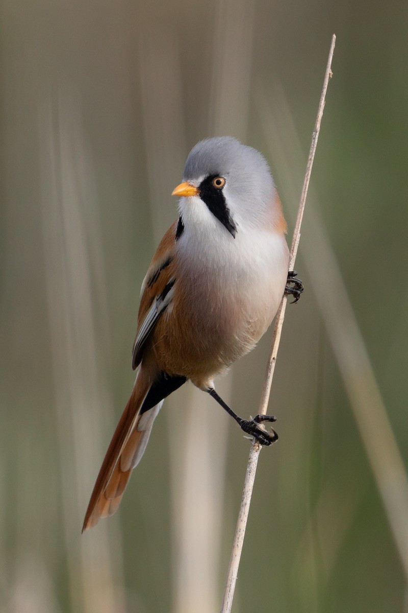 Bearded Reedling - ML609350910