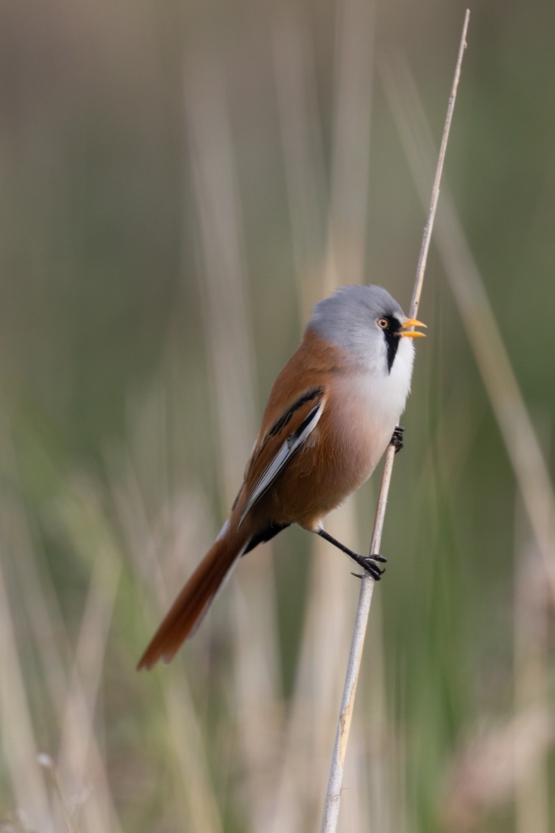 Bearded Reedling - ML609350911