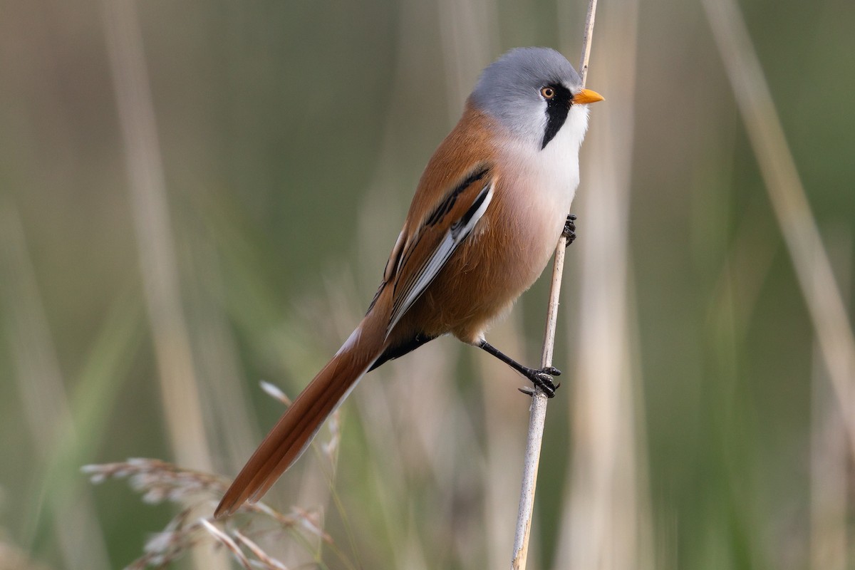 Bearded Reedling - ML609350912