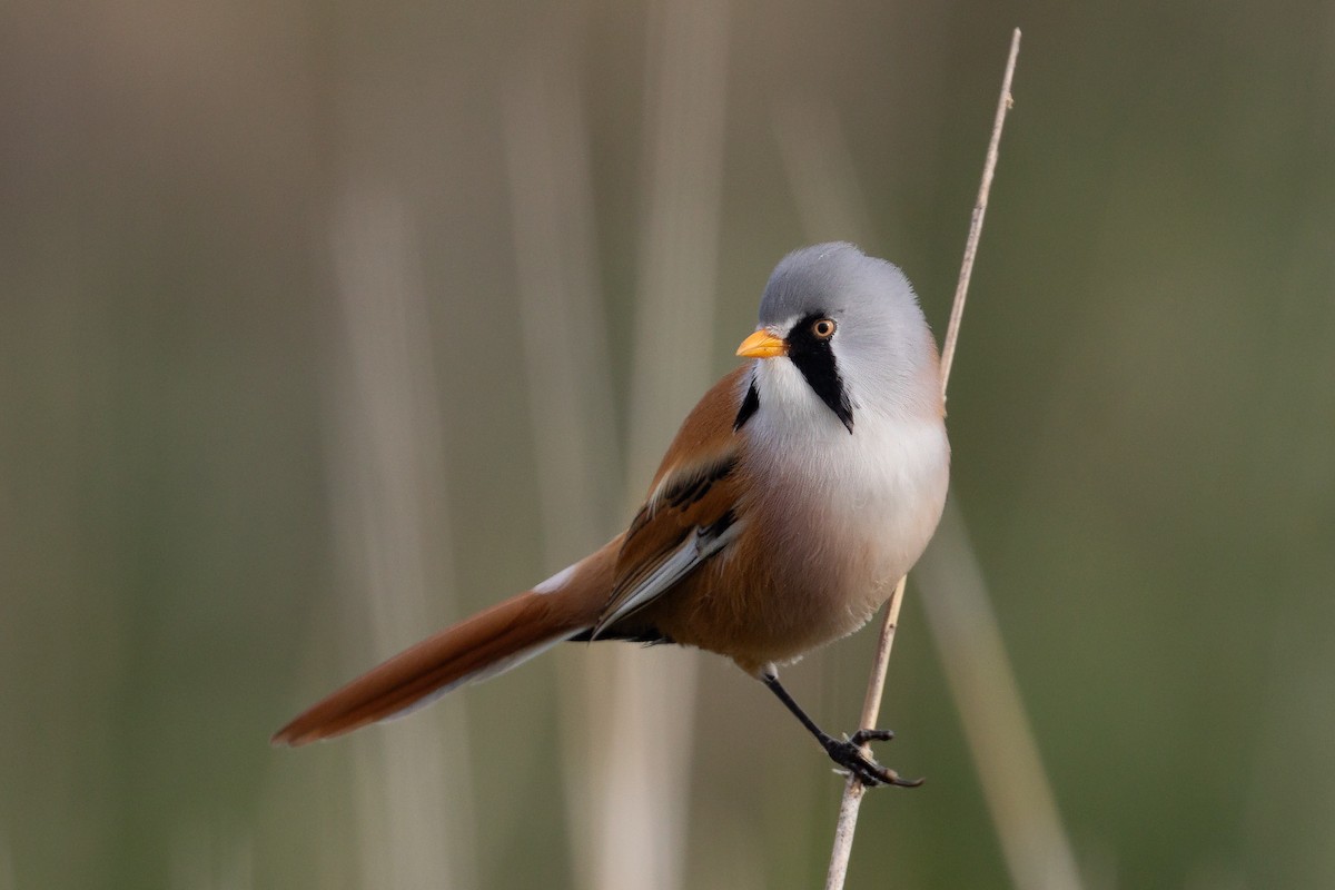 Bearded Reedling - ML609350913