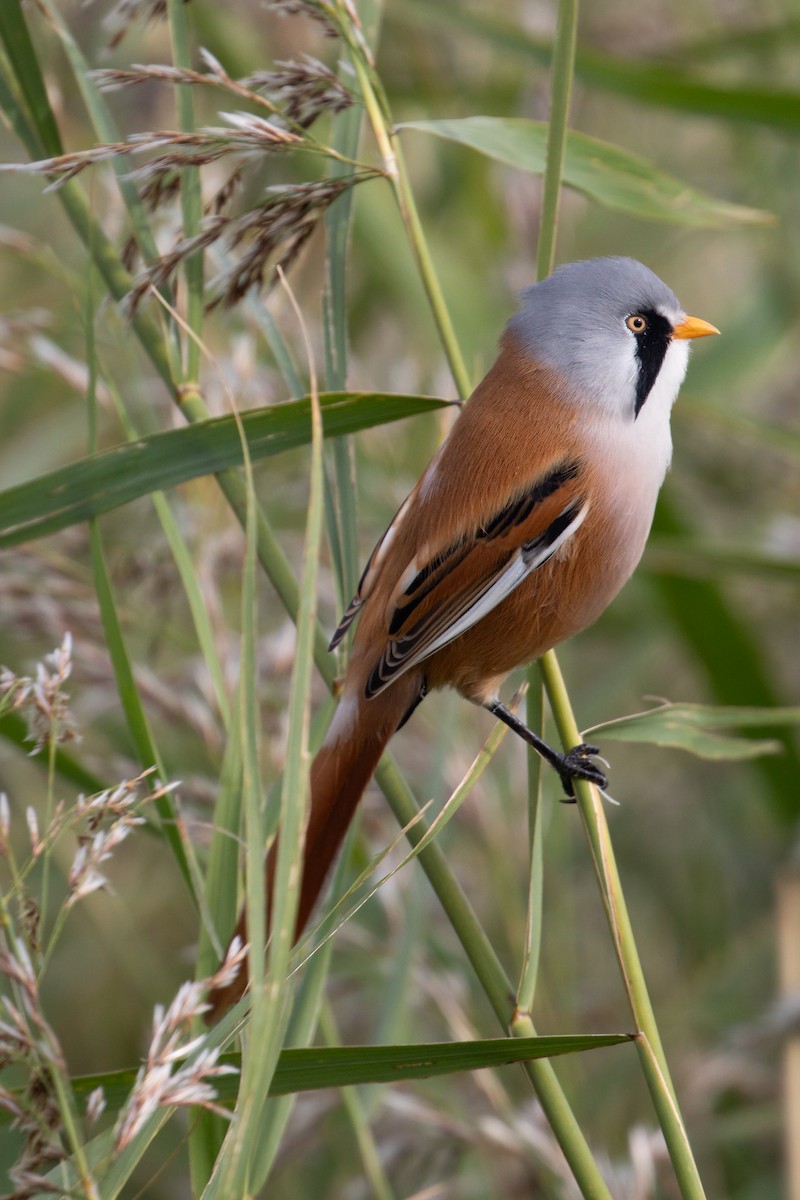 Bearded Reedling - ML609350914