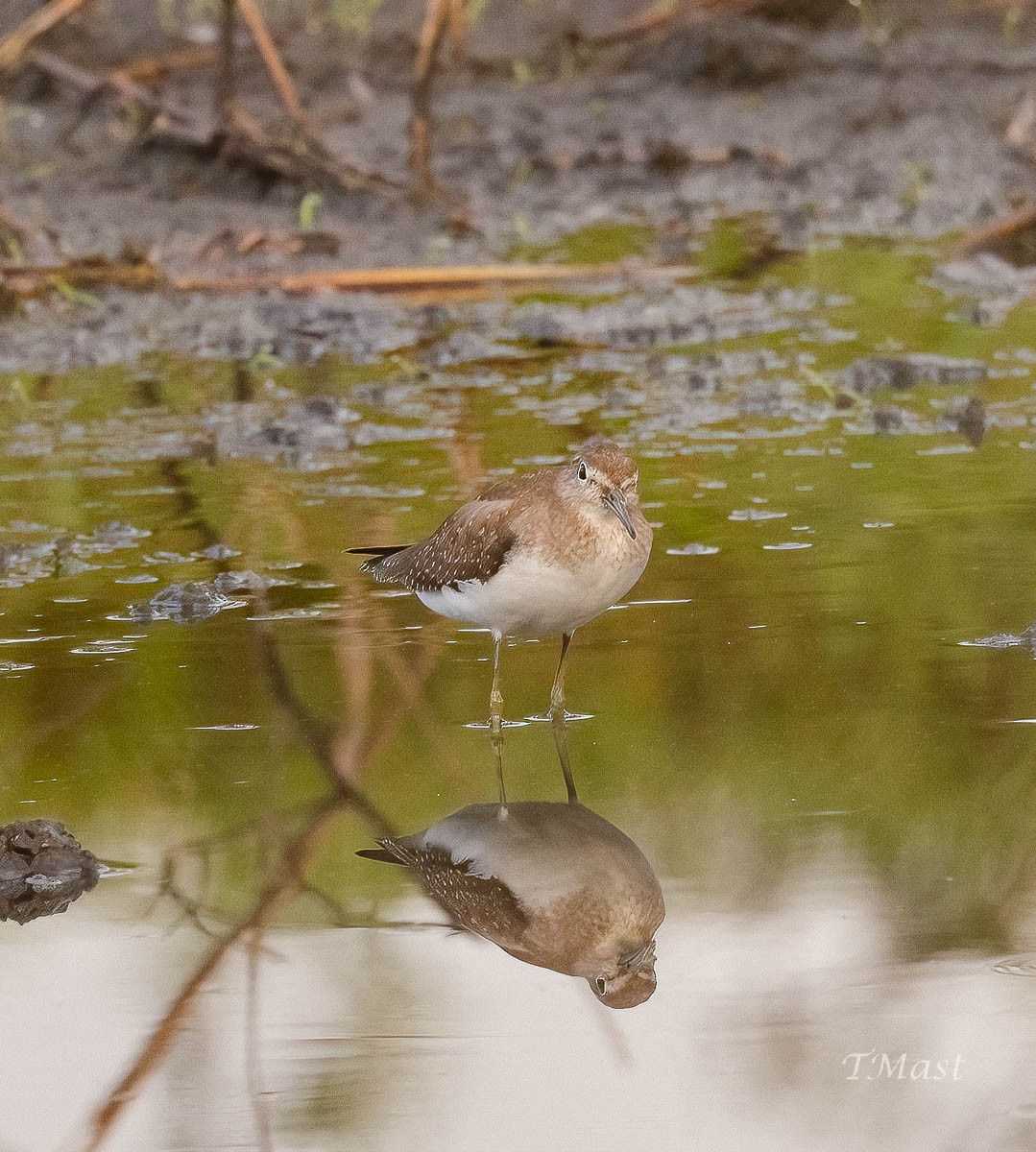 eremittsnipe - ML609351016