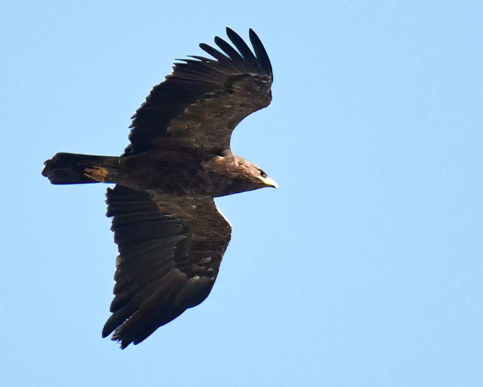 Lesser Spotted Eagle - Aleksevich Oleg