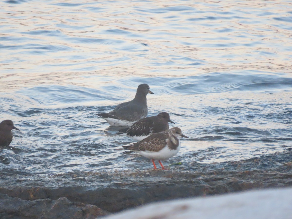 Surfbird - ML609351083
