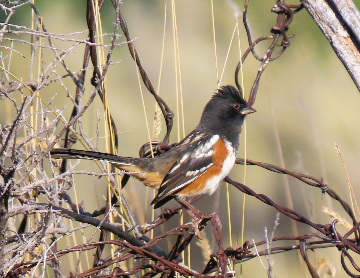 Spotted Towhee - Bob Hargis