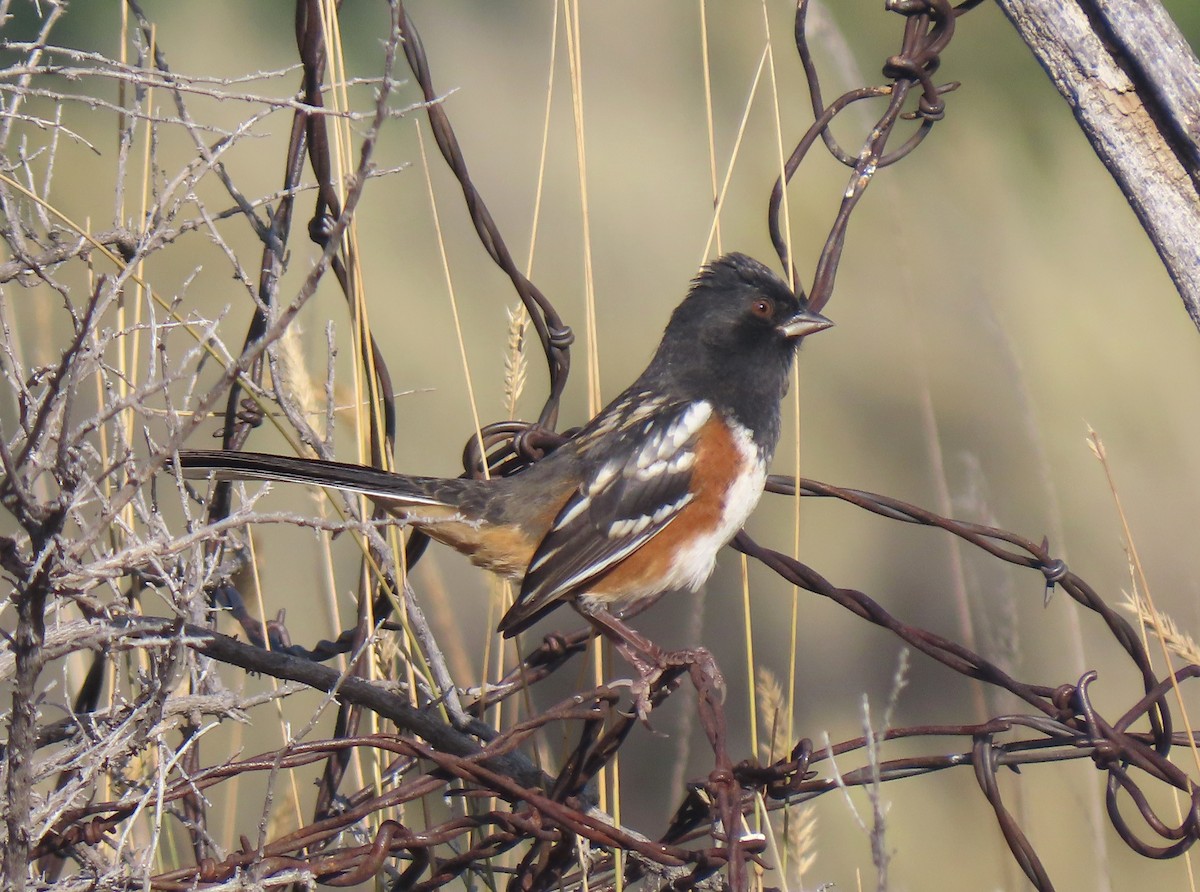 Spotted Towhee - Bob Hargis