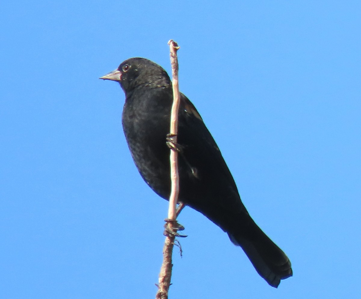 Red-winged Blackbird - ML609351222