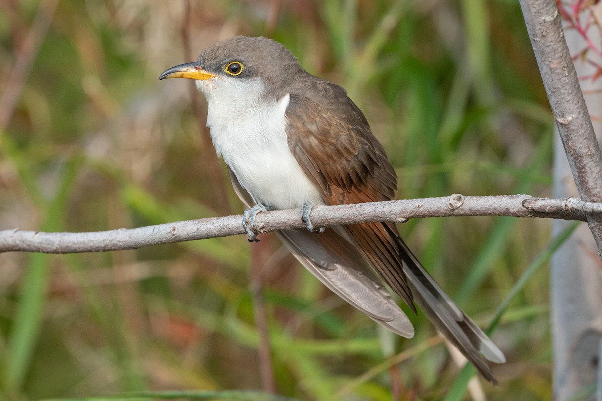 Yellow-billed Cuckoo - ML609351282