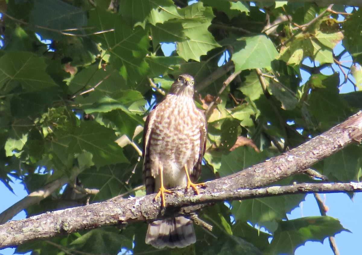 Sharp-shinned Hawk - ML609351469