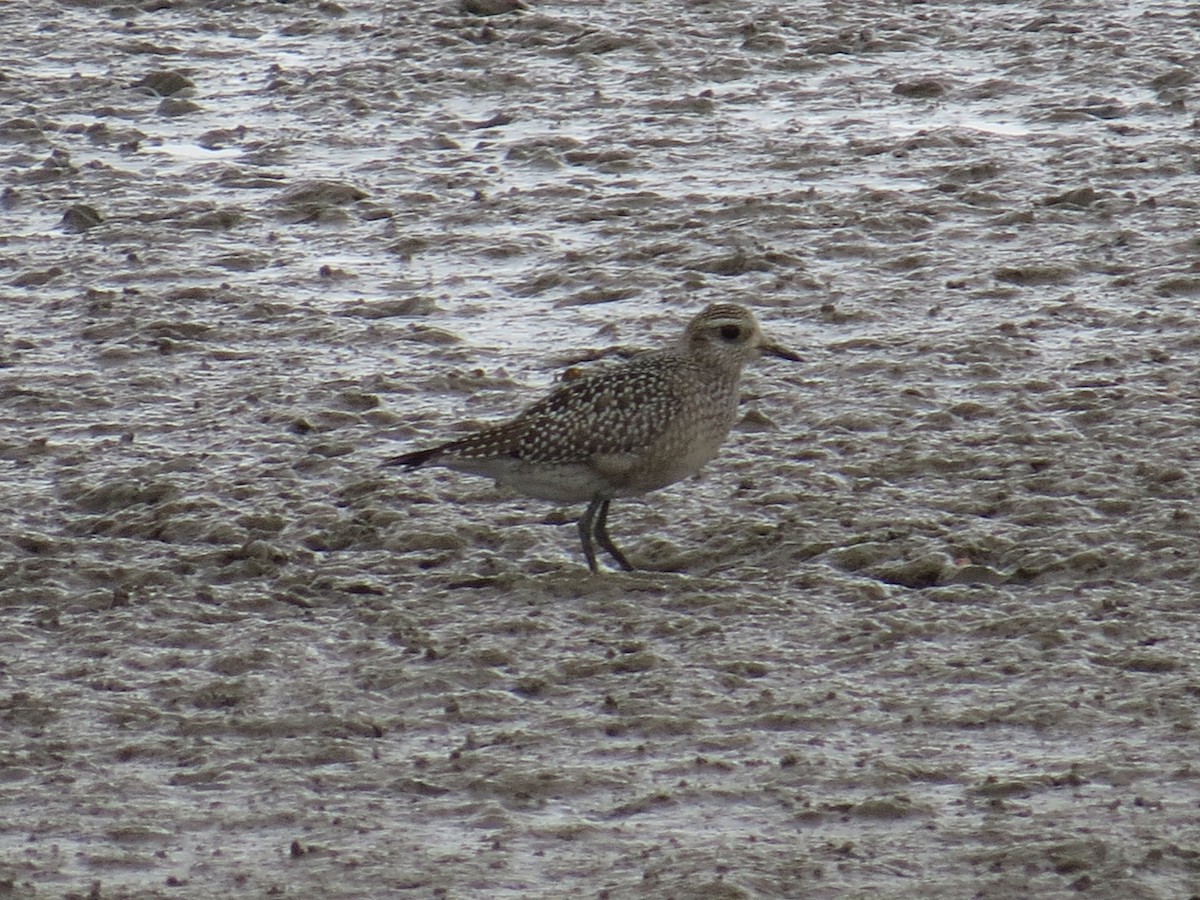 American Golden-Plover - Karen Wosilait