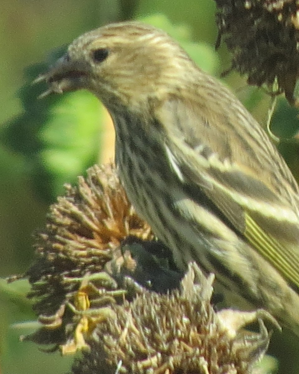 Pine Siskin - ML609351567
