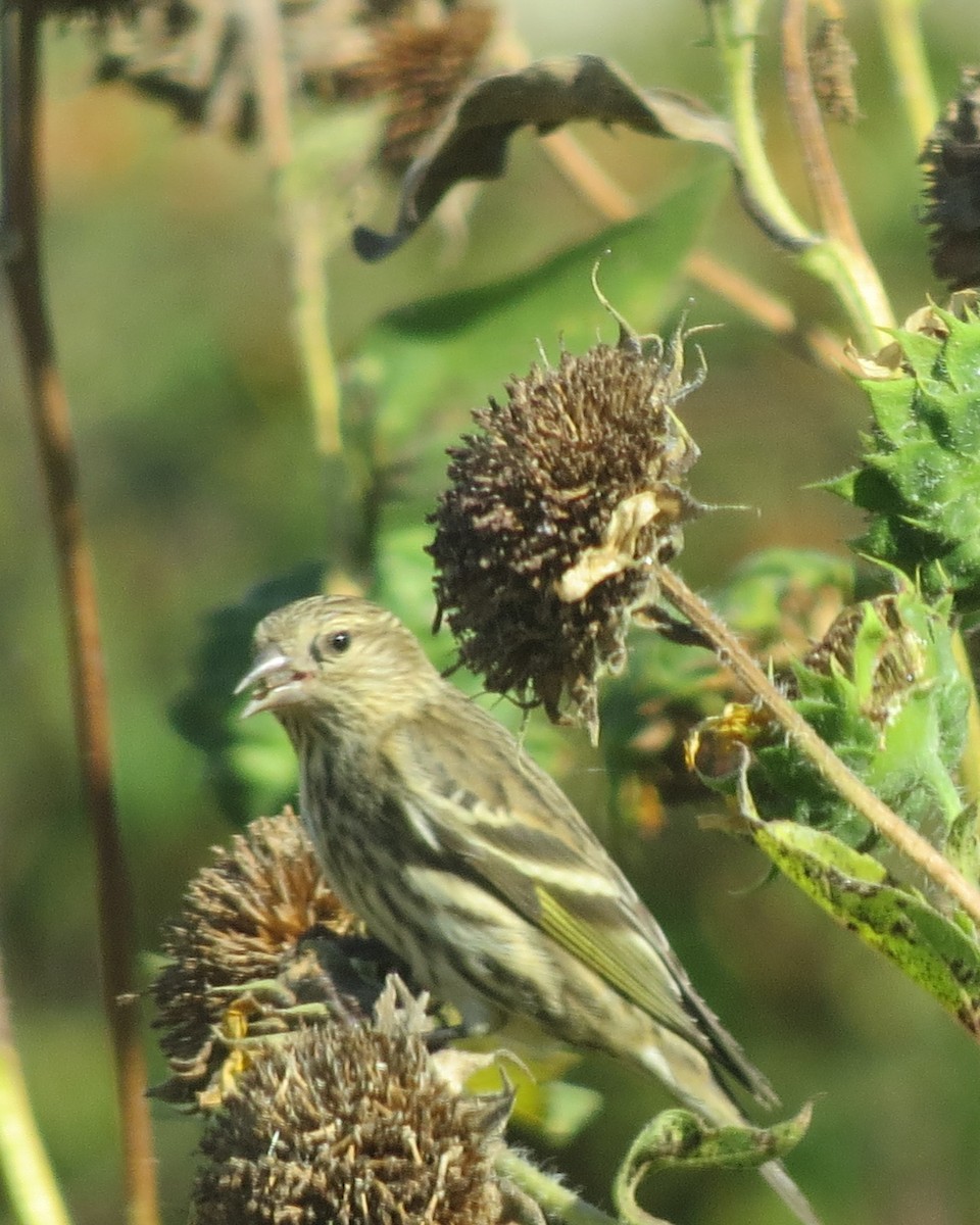 Pine Siskin - ML609351568