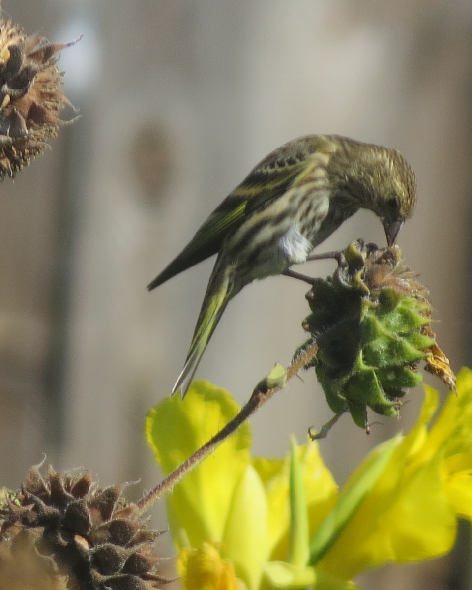 Pine Siskin - ML609351569