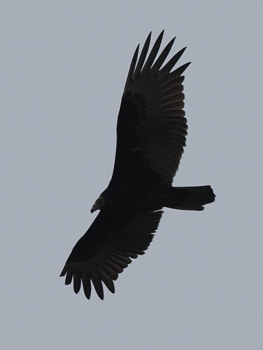 Black Vulture - ML609351576