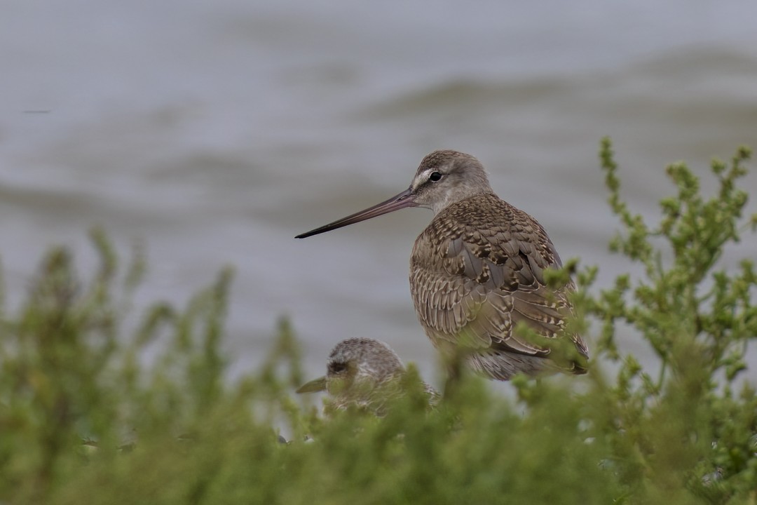 Hudsonian Godwit - ML609351602