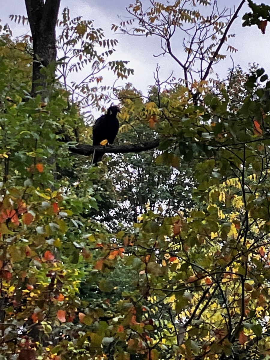 Turkey Vulture - ML609351653