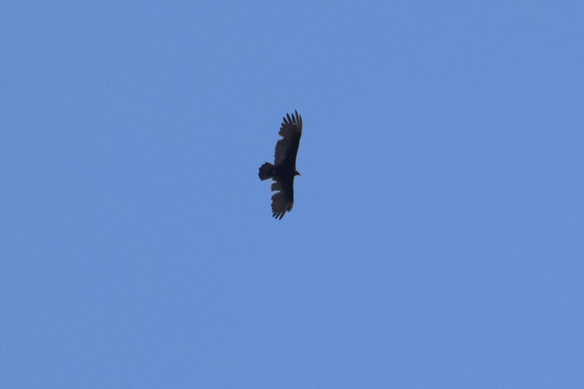Turkey Vulture - ML609351719