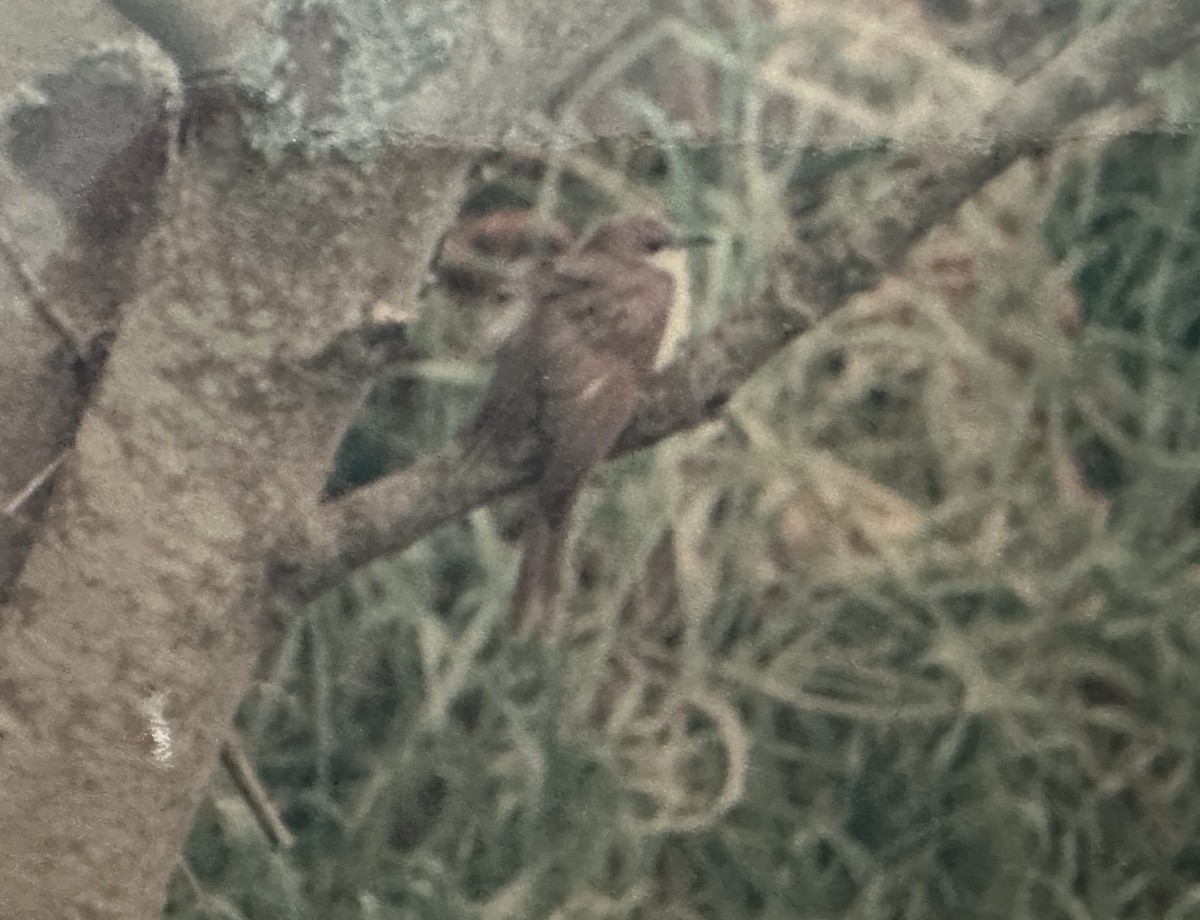 Black-billed Cuckoo - ML609351781