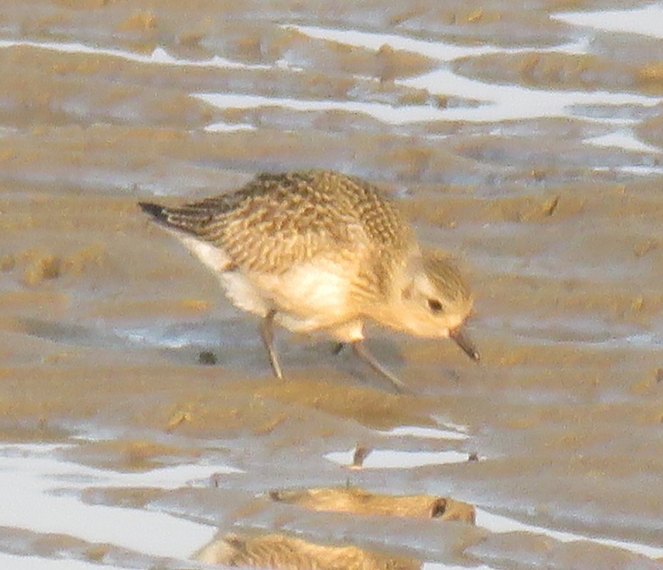 Black-bellied Plover - ML609351947