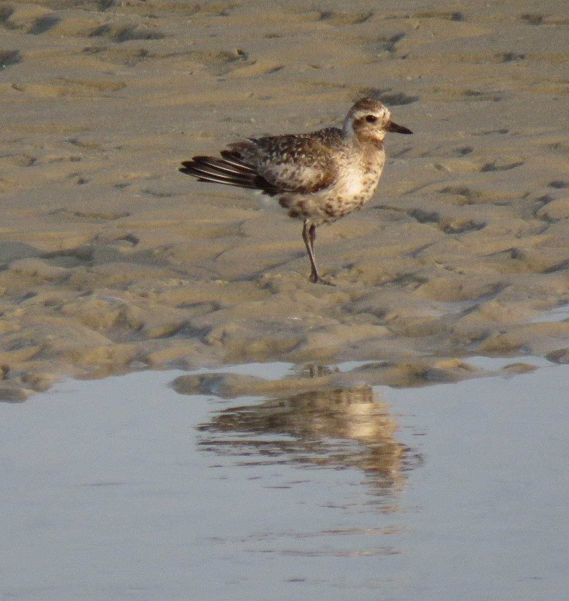 Black-bellied Plover - ML609351949