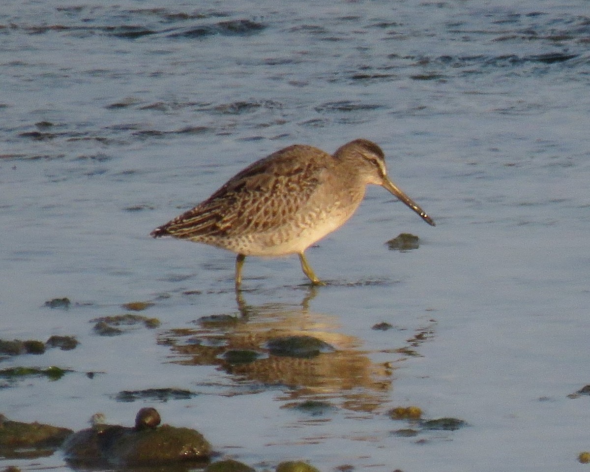 Short-billed Dowitcher - ML609352038