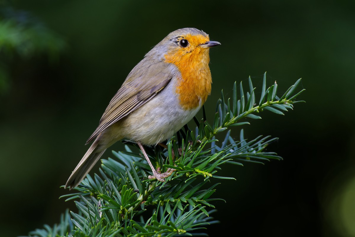 European Robin - ML609352063