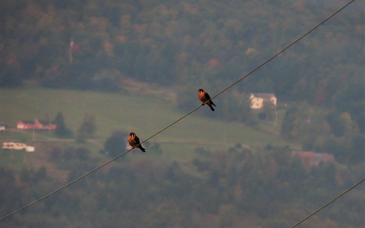 American Kestrel - ML609352099