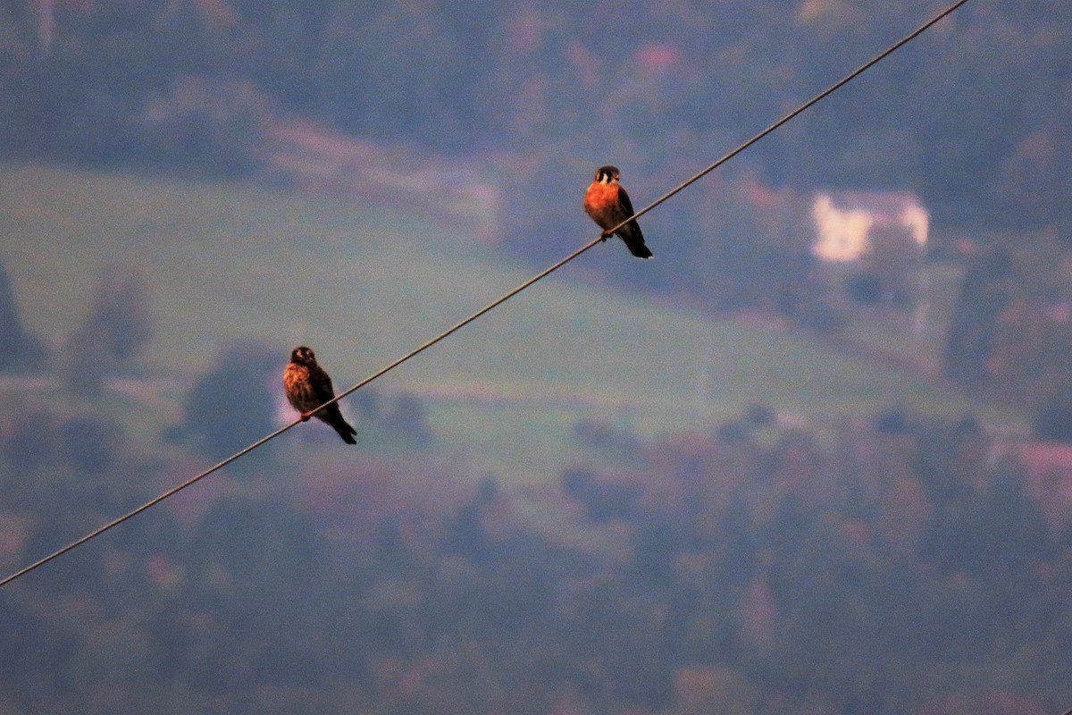 American Kestrel - ML609352130