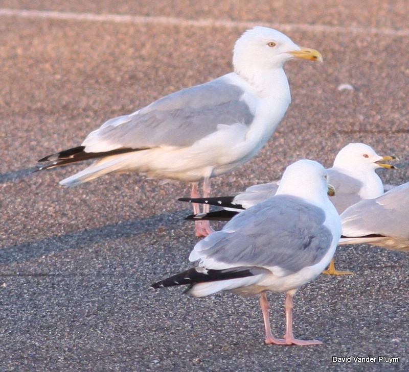 Gaviota Argéntea Americana - ML609352164
