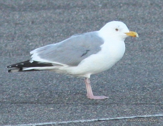 gull sp. - David Vander Pluym