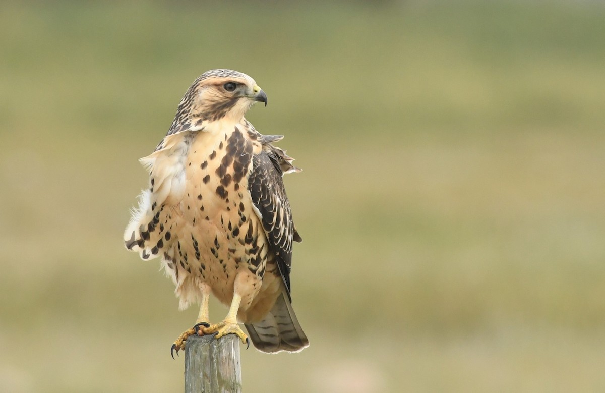 Swainson's Hawk - ML609352223