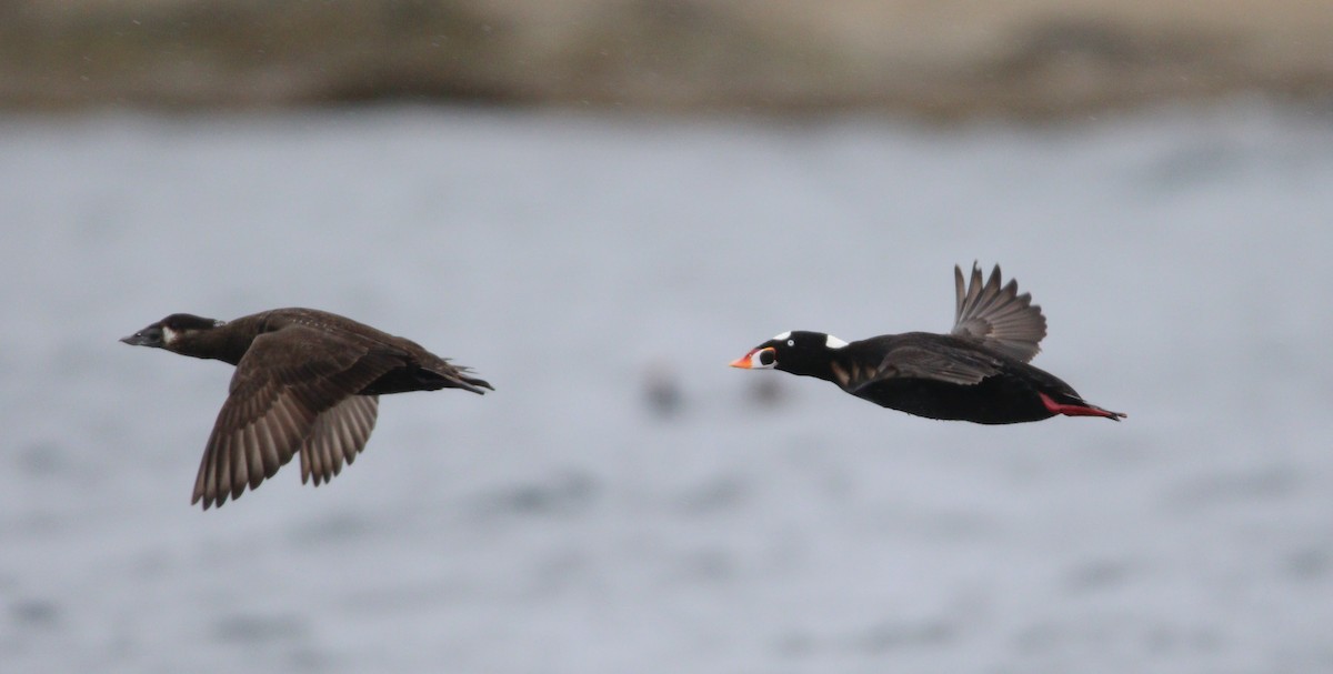 eBird Checklist - 5 Apr 2023 - Kitasu Bay Transect #8 - 9 species (+2 ...