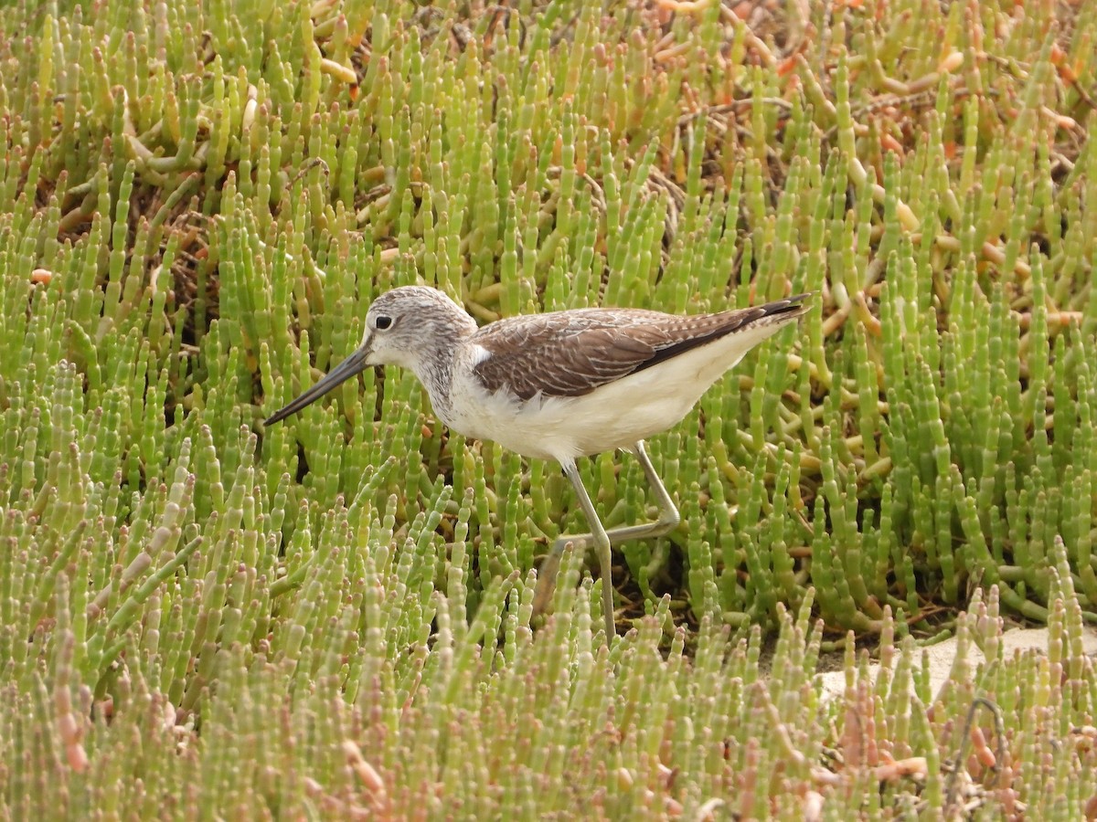 Common Greenshank - ML609352359