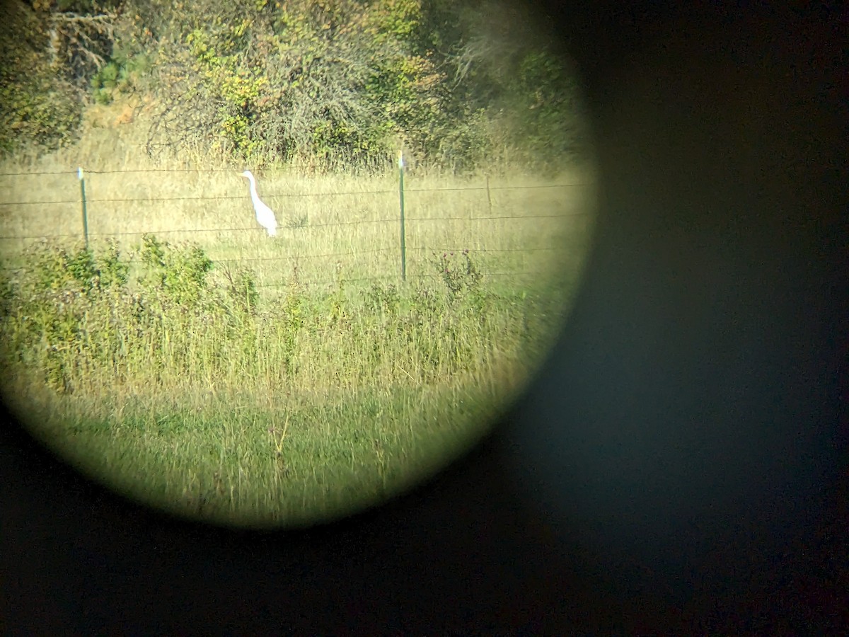 Great Egret - ML609352409