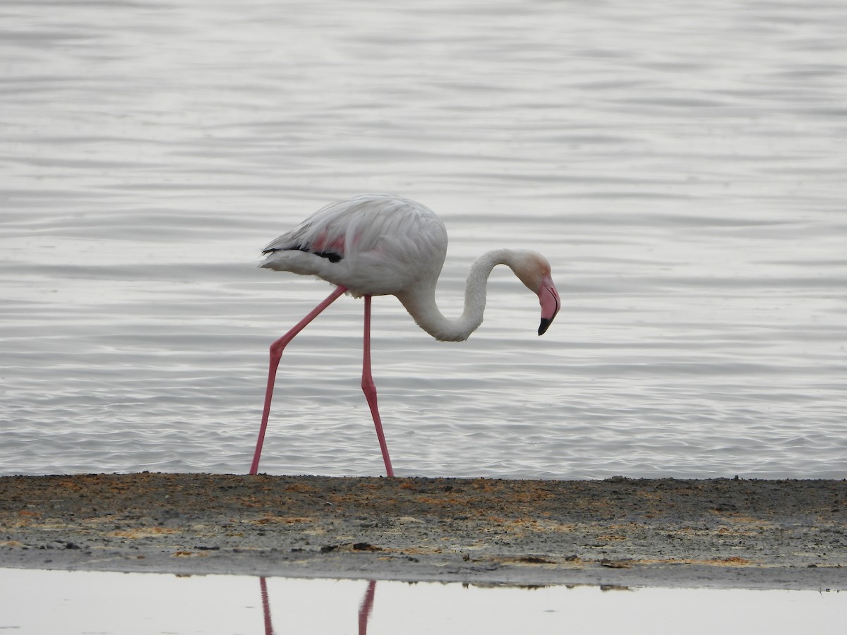 Greater Flamingo - Ron Furnish