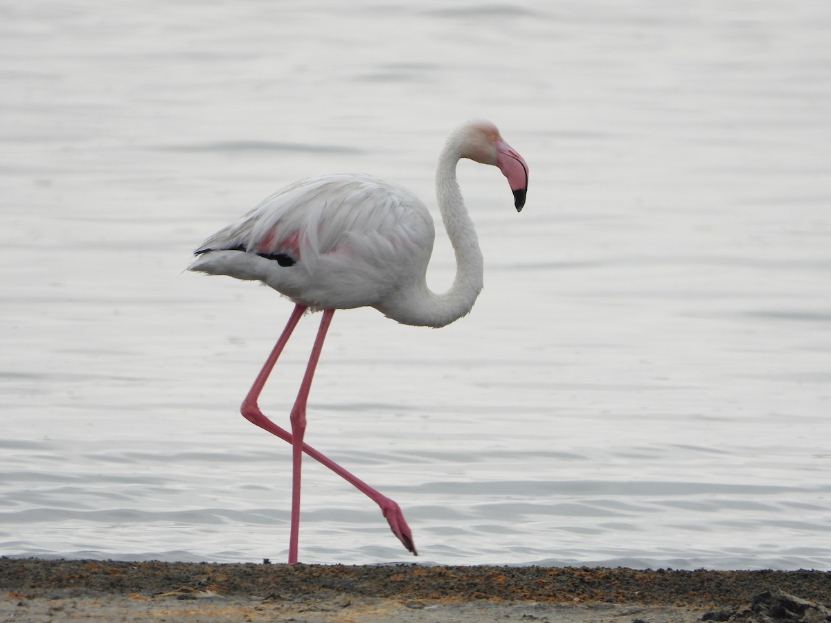 Greater Flamingo - Ron Furnish