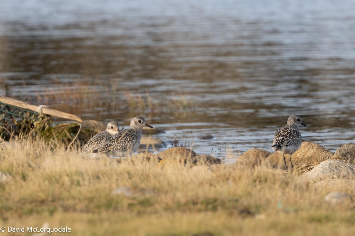 Black-bellied Plover - ML609352573