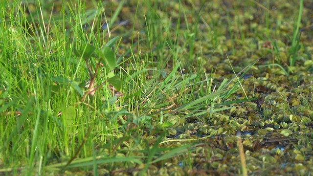 Yellow-breasted Crake - ML609352619