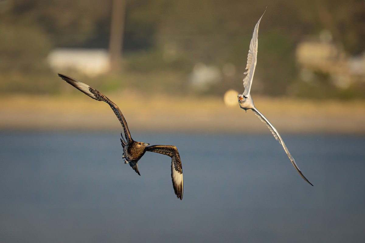 Parasitic Jaeger - Sooney Viani